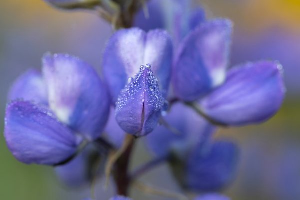 OtherImages - 2021_07_06_kebler_pass_delphinium_flowers_354