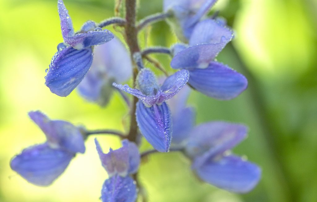 OtherImages - 2021_07_06_kebler_pass_delphinium_flowers_388