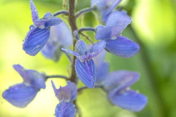 OtherImages - 2021_kebler_pass_delphinium_flowers_388