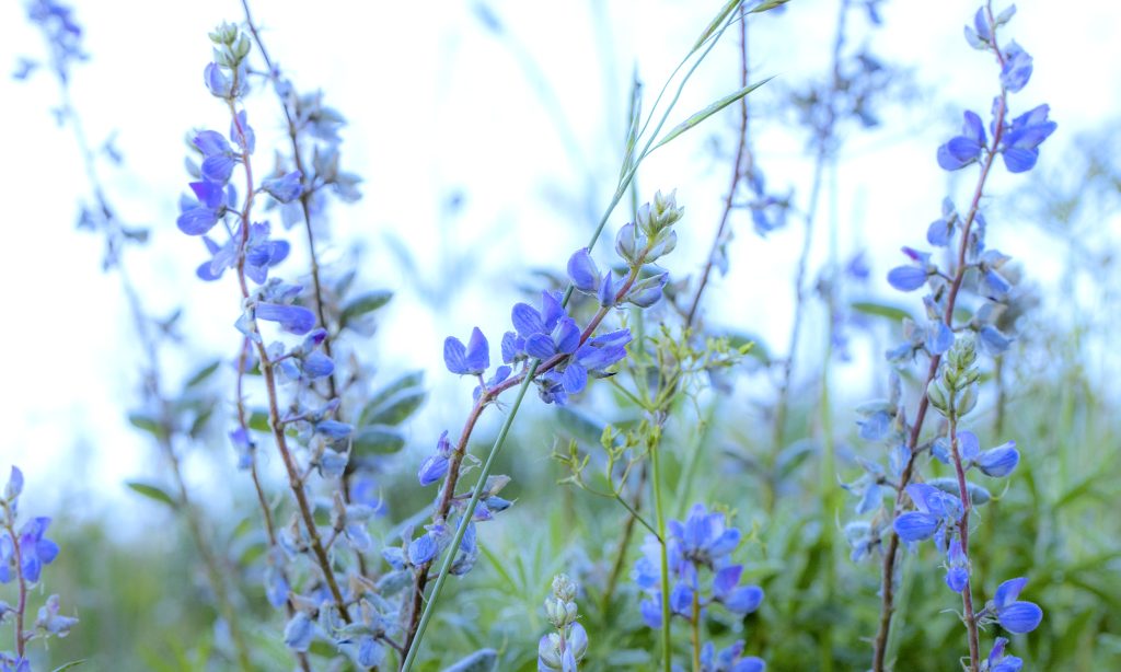 Southwest - 2022_07_19_134_gothic_road_delphinium_wildflowers