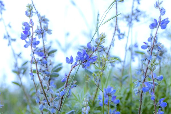 Southwest - 2022_07_19_134_gothic_road_delphinium_wildflowers