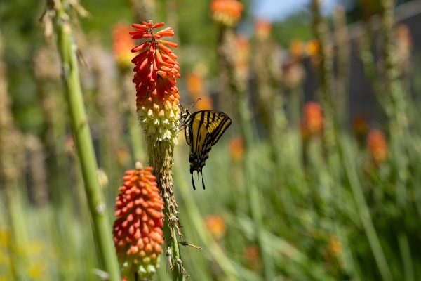OtherImages - 2026_06_19_flowers_butterfly_21