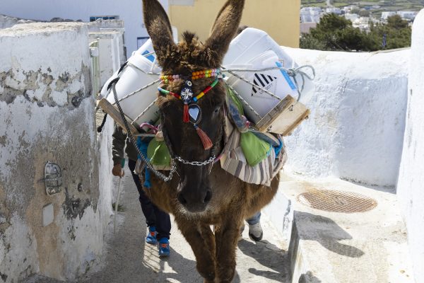 Greece - 2022_04_26_436_pyrgos_burro