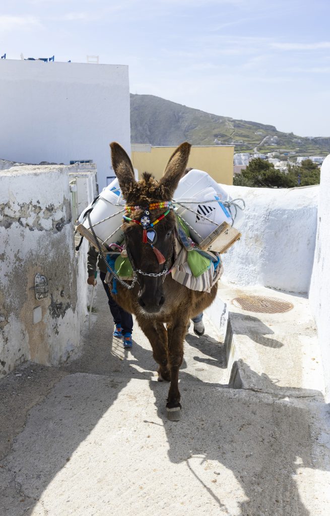 Greece - 2022_04_26_436_pyrgos_burro