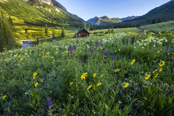 Southwest - 2021_07_06_gothic_road_wildflowers_cabin_177