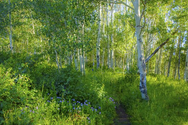 Southwest - 2022_07_19_264_snodgrass_trail_wildflowers_aspens