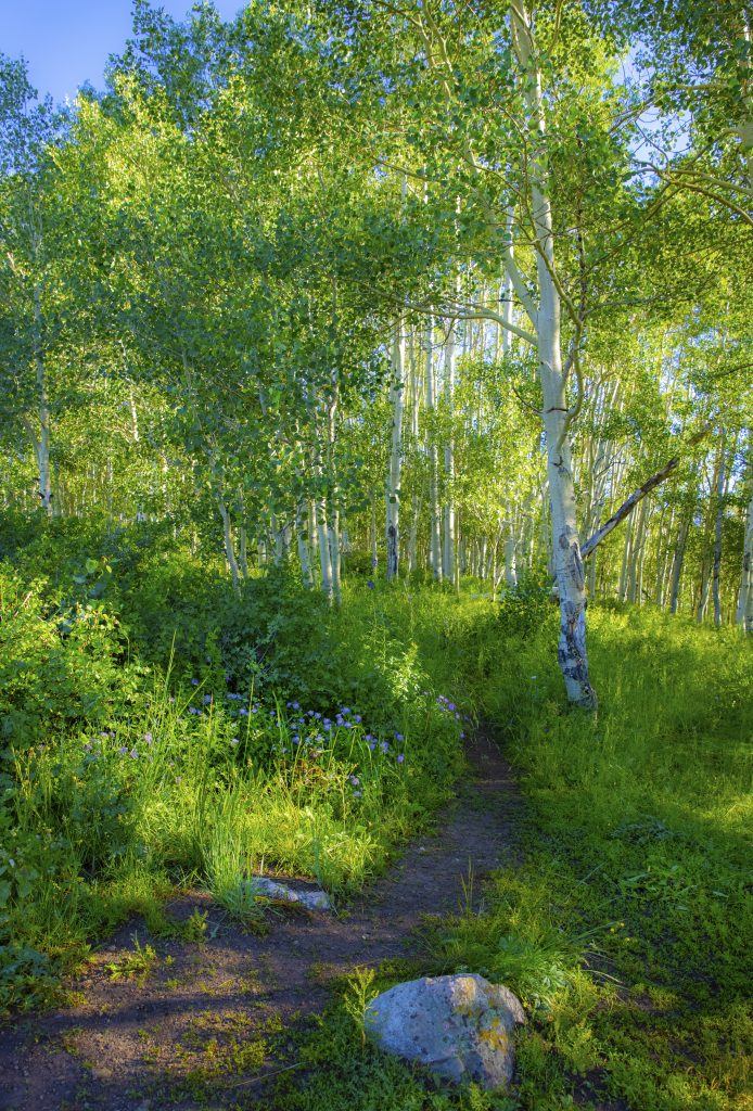 Southwest - 2022_07_19_264_snodgrass_trail_wildflowers_aspens