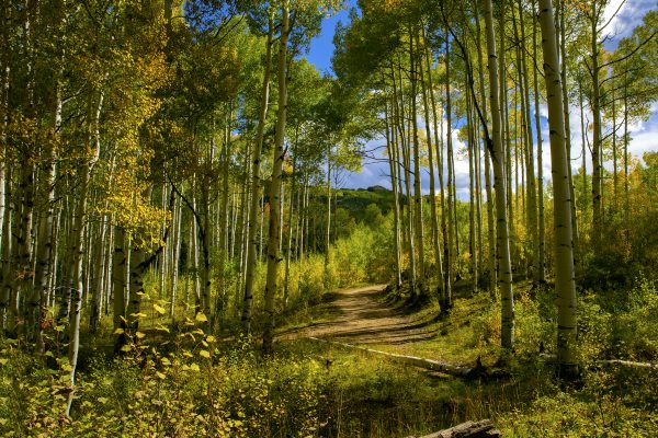 Southwest - 2022_09_27_307_kebler_pass_aspens